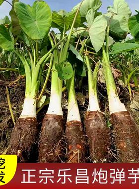 乐昌张溪炮弹香芋新鲜蔬菜粉糯广东韶关特产新年送礼特大槟榔芋头