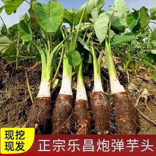 乐昌张溪炮弹香芋新鲜蔬菜粉糯广东韶关特产新年送礼特大槟榔芋头