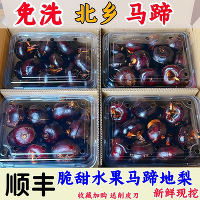 新鲜马蹄免洗特大马蹄