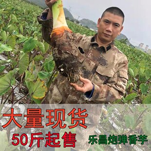 乐昌炮弹大香芋酒店餐饮粉糯香广东韶关特产新年送礼特大张溪芋头