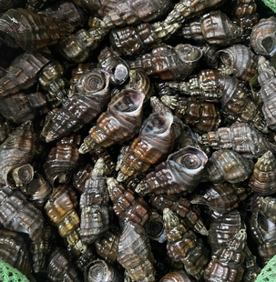 山坑螺鲜活5斤装粤北深山鲜活溪水山坑螺清水溪螺特产纯野生坑螺