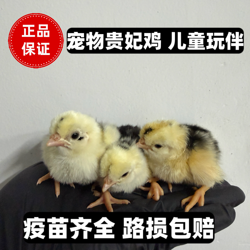 小鸡活体小鸡仔活的网红小花鸡家养宠物贵妃鸡仔可爱迷你小鸡观赏