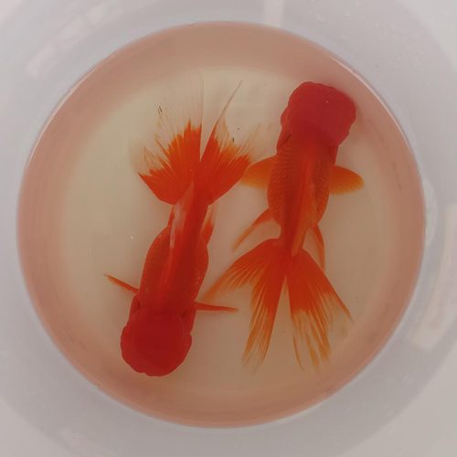 红狮鎏金金鱼淡水不怕冷鱼好养