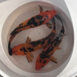 虎皮绯写锦鲤红鲤鱼三色红白观赏鱼冷水鱼水族观赏活鱼纯种淡水鱼