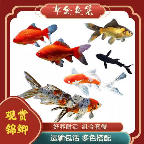 花草红白鲫鱼淡水好养耐活