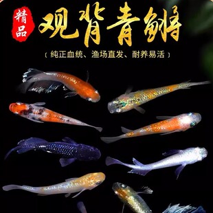观背青锵鱼观赏鱼冷水鱼魔法鱼小型淡水鱼迷你活体不加温不打氧