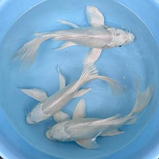 白金龙凤纯种锦鲤观赏鱼白龙凤活体冷水淡水鱼龙凤好运锦鲤好养