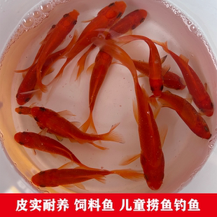 草金鱼金鱼锦鲤饲料鱼摆摊捞鱼好养耐活冷水淡水鱼锦鲫红草鱼热卖