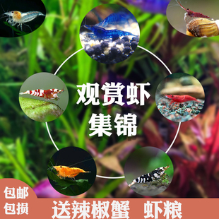 观赏虾活体淡水工具虾除藻虾樱花虾极火虾黄金米黑壳虾水晶虾套餐