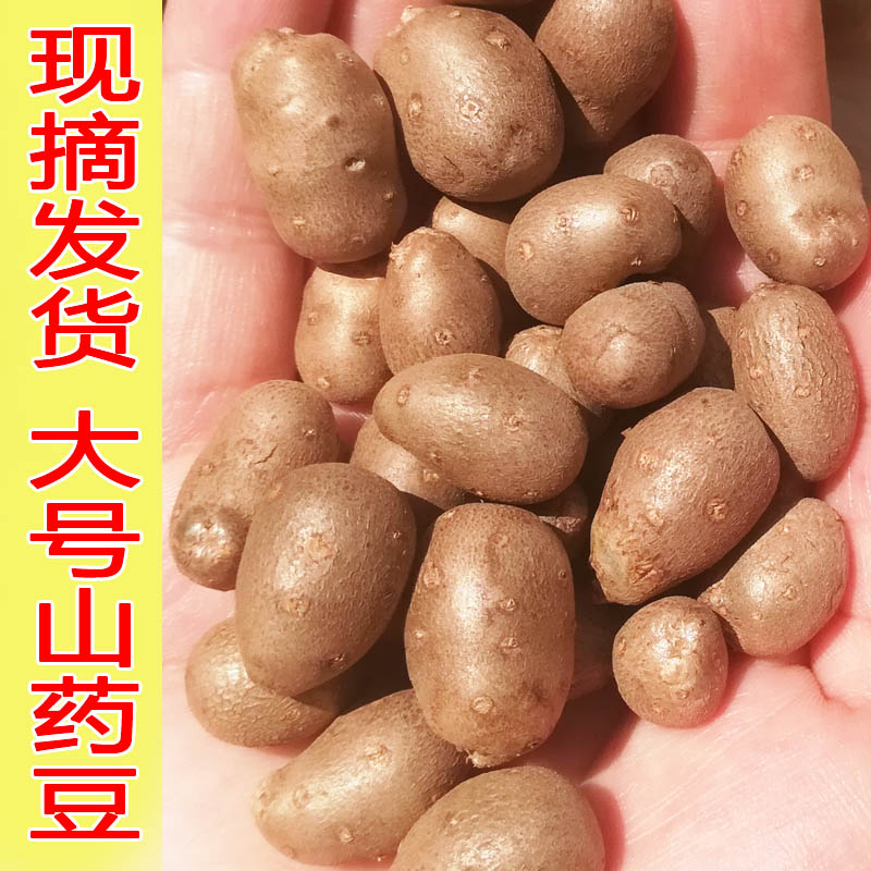 2025年现摘大号铁棍山药豆5斤新鲜种子山药蛋糖葫芦淮怀山药仔籽