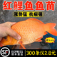 红鲤鱼苗淡水养殖食用活体鲤鱼苗大红兴国鲤鱼鱼苗耐活冷水观赏鱼