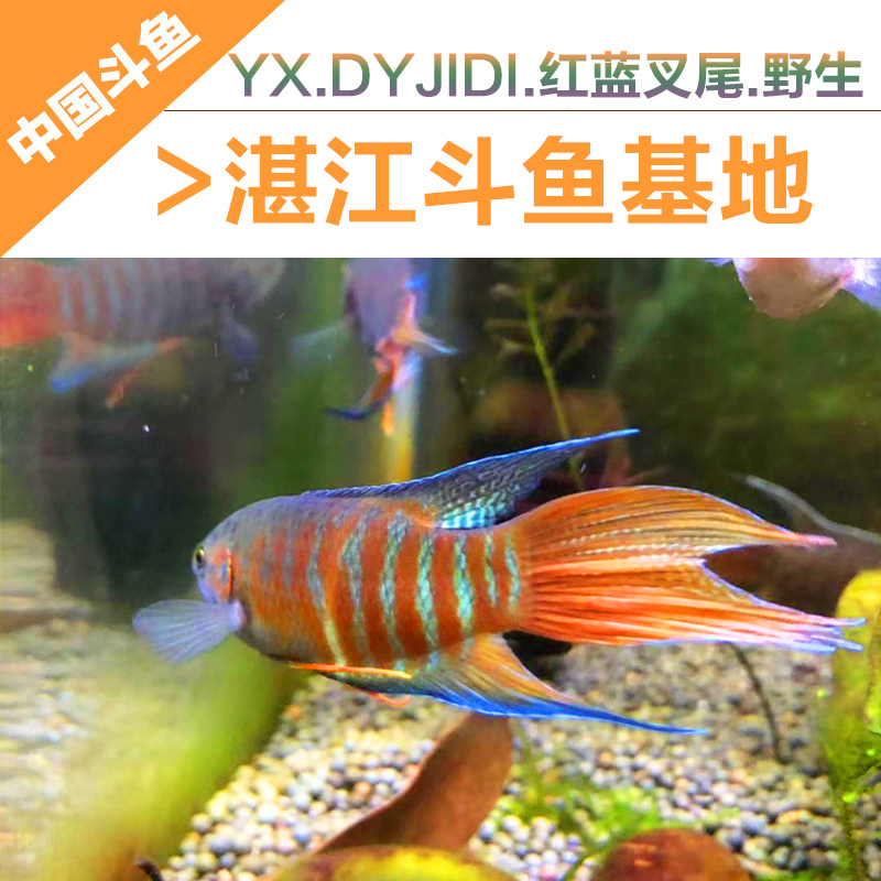 中国斗鱼 野生普叉菩萨鱼淡水大巨普叉尾活鱼热带活体观赏鱼包邮