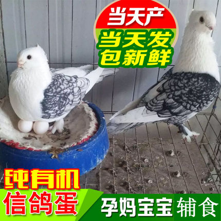 公棚放飞散养农家五谷杂粮信鸽蛋新鲜鸽子蛋 赛鸽蛋 30枚装包顺丰