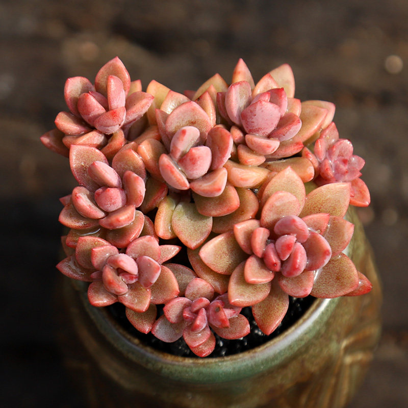 群生多头紫心多肉植物紫梦因地卡肉肉盆栽绿植花卉办公桌面防辐射