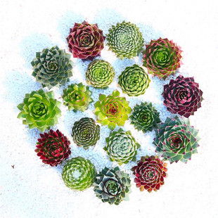 长生草多肉植物盆栽野马复活节彩蛋紫牡丹橘子球观音莲花苗