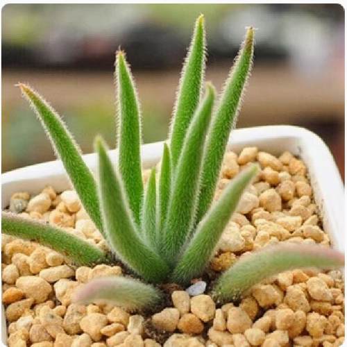 银狐之尾多肉植物 稀有奇趣毛茸茸 可爱奇异肉肉组合花卉盆栽