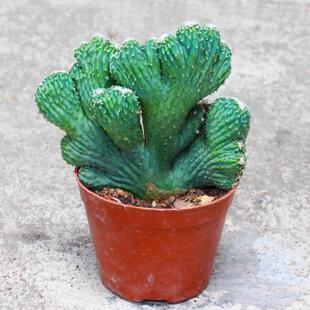 五指山仙人掌玉麒麟掌多肉植物桌面美观花卉盆栽绿植盆景防辐射