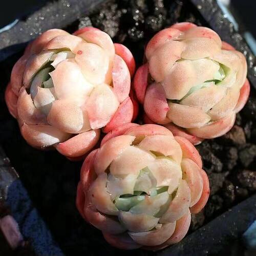 韩国高档奶油贝瑞多肉植物盆栽