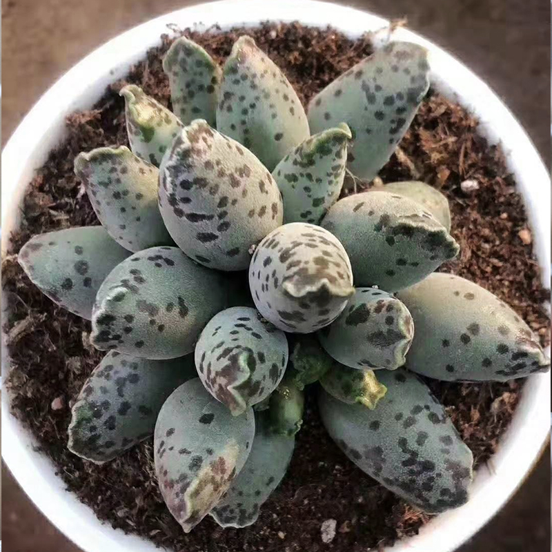 海豹水泡多肉植物盆栽赤兔玛丽安天锦章梅花鹿肉肉阳台卧室