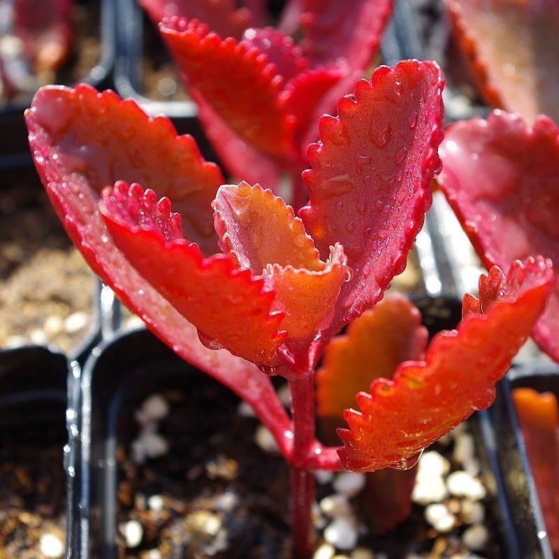 朱莲多肉植物 控养精品江户紫 组合盆栽室内花卉办公室阳台防辐射