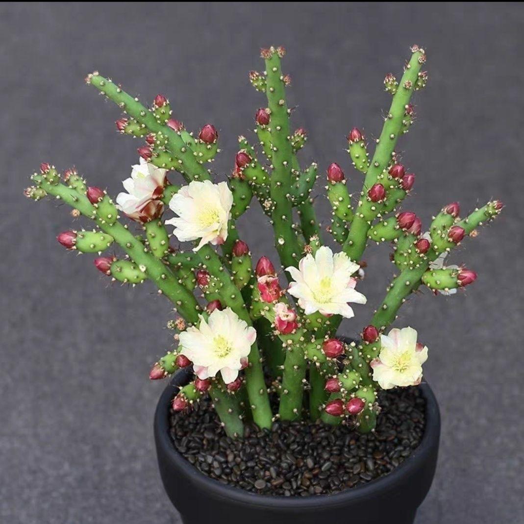 仙人牡丹团扇 鹿角梅 开花松鼠团扇仙人球多肉植物盆栽防辐射绿植