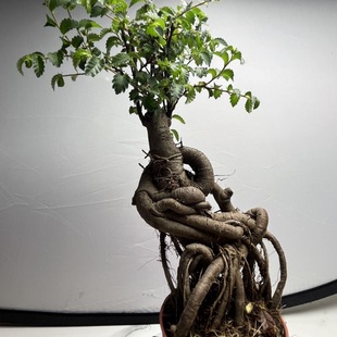 造型小叶榆树盆景老桩植物室内茶几客厅办公桌面树苗四季好养绿植