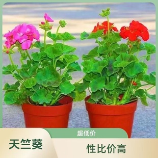 新品天竺葵花苗盆栽重瓣花卉庭院阳台绿植开花好看
