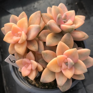 美杏锦多肉植物盆栽高端韩货群生肉肉黄丽锦办公桌绿植花卉防辐射