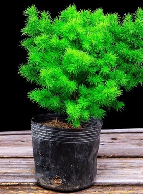 蓬莱松植物盆栽 香松 雾松 客厅室内好养绿植花卉四季常青