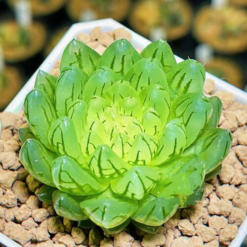 樱变女神(蝉翼)玉露多肉植物精品高档十二卷属肉肉办公室内花卉
