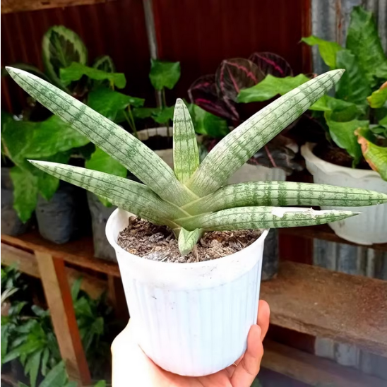 棒叶虎尾兰白玉虎皮兰佛前香 姬佛手多肉植物绿植花卉室内外盆栽
