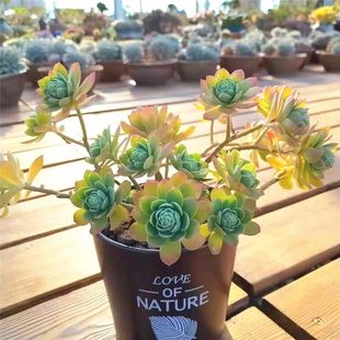 薄化妆绿蔷薇老桩群生探戈马库斯多肉植物盆栽客厅阳台肉肉