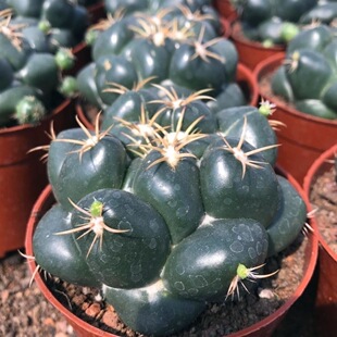 稀有大巨象仙人球实生开花好养多肉植物小盆栽室内防辐射肉肉花卉