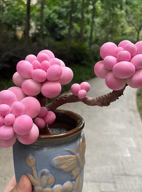 群生桃之卵桃蛋多肉植物盆栽
