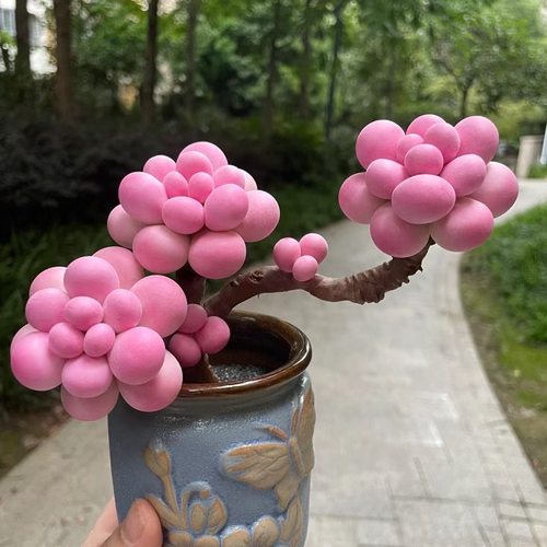 群生桃之卵桃蛋多肉植物盆栽