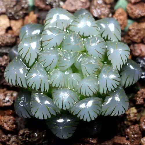姬玉露水晶雨露多肉植物盆栽