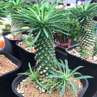 峨眉山铁甲麒麟多肉植物盆栽将军阁大戟科块根铁甲丸肉肉绿植花卉