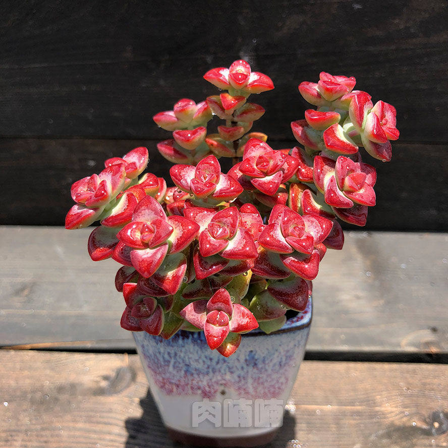 原始爱心多肉植物盆栽半球乙女心小米星彩色蜡笔室内阳台防辐射