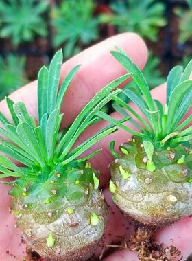 小菠萝肉肉 峨眉山多肉 创意迷你植物四季好养桌面绿植花卉盆栽
