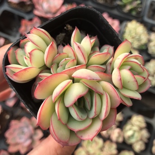 帕拉梅拉多肉植物盆栽果冻色办公室内阳台状态好群生多头肉肉花卉