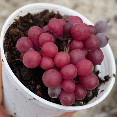 办公室防辐射丸叶紫玄月多肉植物