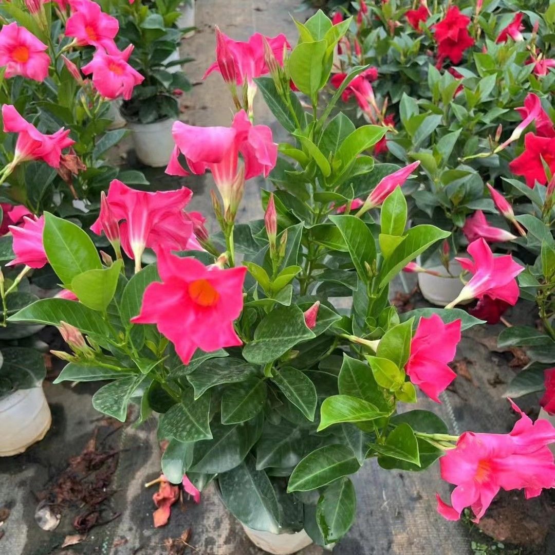 大叶飘香藤茉莉花阳台庭院耐热爬藤重瓣扶桑木槿黑眼苏珊盆栽花卉,鲜花速递/花卉仿真/绿植园艺,绣球/木绣球/木本植物,淘宝优惠券,粉丝福利购,淘宝优惠卷