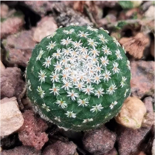 菊水仙人球实生播种岩牡丹属皮实好养 稀有品种仙人掌科多肉植物