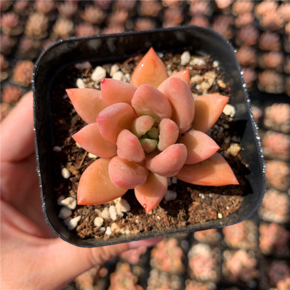 景天科桃花源多肉植物盆栽红色状态好绿植花卉容易防辐射吸甲醛