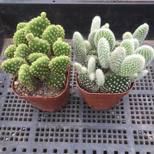 室内防辐射黄毛掌仙人掌多肉植物