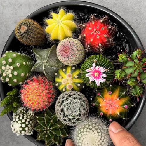 防辐射仙人掌盆栽多肉植物开花