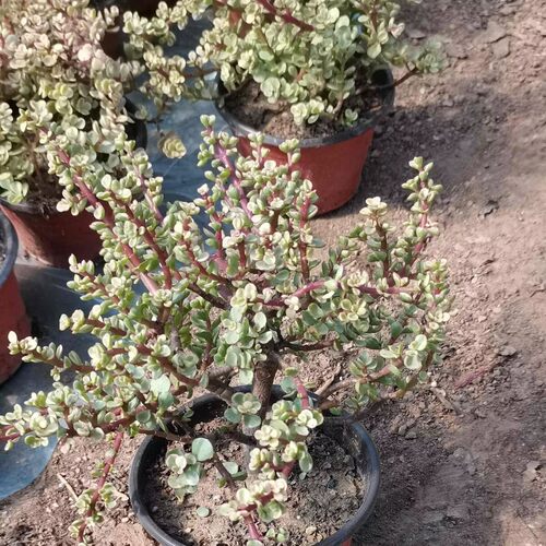 老桩雅乐之舞造型多肉植物盆栽稀有多头大株金枝玉叶肉肉绿植花卉