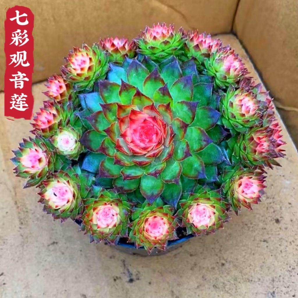 七彩观音莲稀有超大群生多头多肉植物彩色花卉盆栽室内客厅,鲜花速递/花卉仿真/绿植园艺,多肉植物,淘宝优惠券,粉丝福利购,淘宝优惠卷