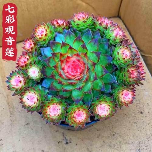 七彩观音莲锦多肉植物室内盆栽