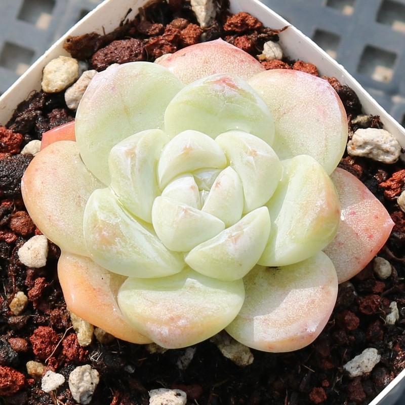 冰玉多肉植物盆栽花卉防辐射